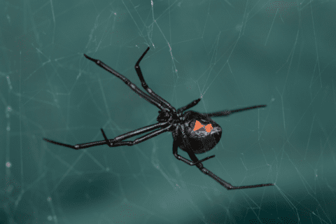 Types of Spiders in North Carolina | Spider Control