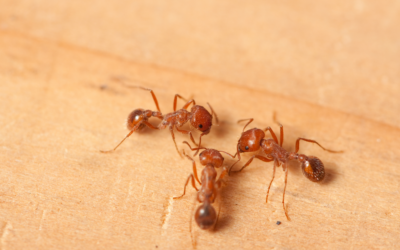 Fire Ant Eviction Plan for Eco-Conscious Homeowners