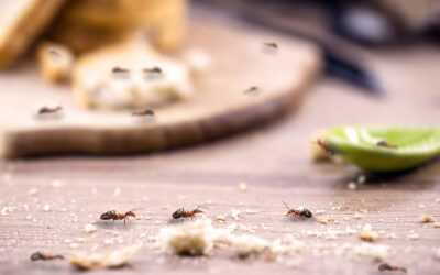 The Hidden Dangers: How Pests Can Affect Your Health