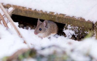 The Risks of Suspending Pest Control During Winter in North Carolina