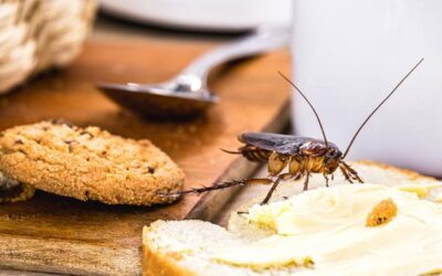 Keeping Your Holidays Pest-Free: Tips for North Carolina Homeowners