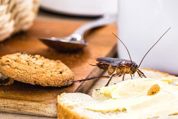 Keeping Your Holidays Pest-Free: Tips for North Carolina Homeowners