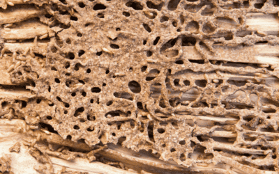 Why Being Proactive with Termite Inspections is Essential for North Carolina Homeowners